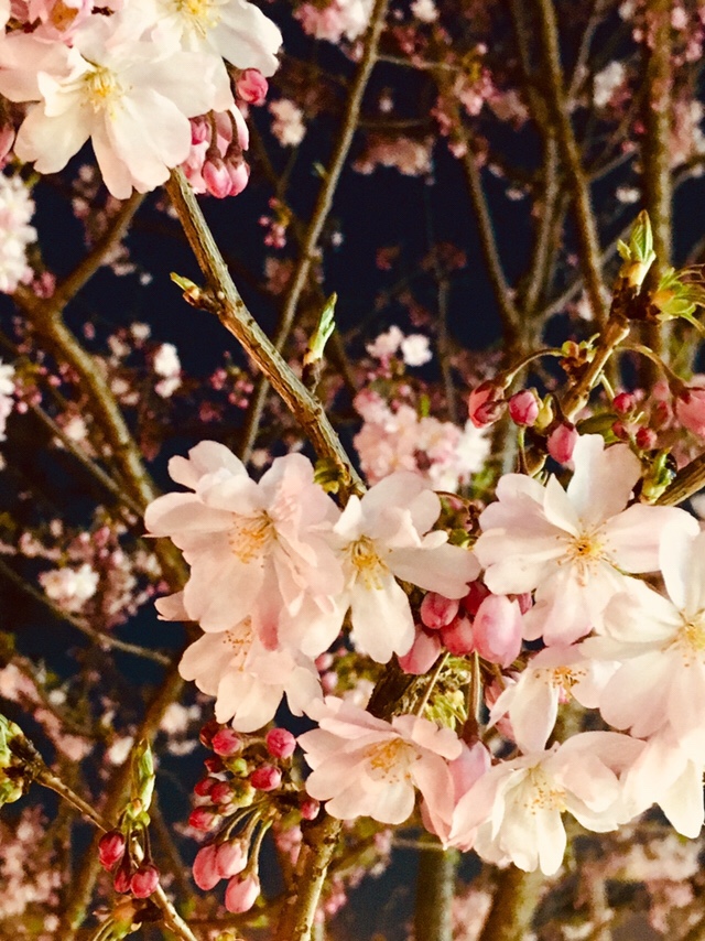 夜桜…